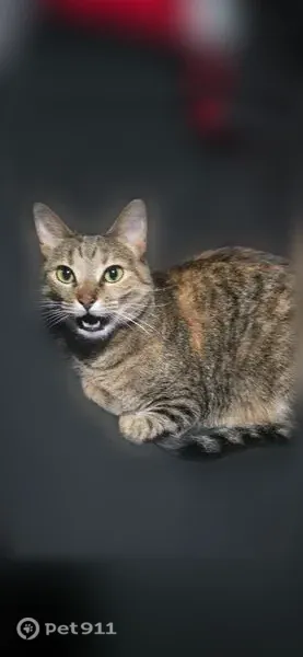 Lost female cat, Judson Street, 8811, Shaw Heights, Westminster — no collar and very vocal - photo