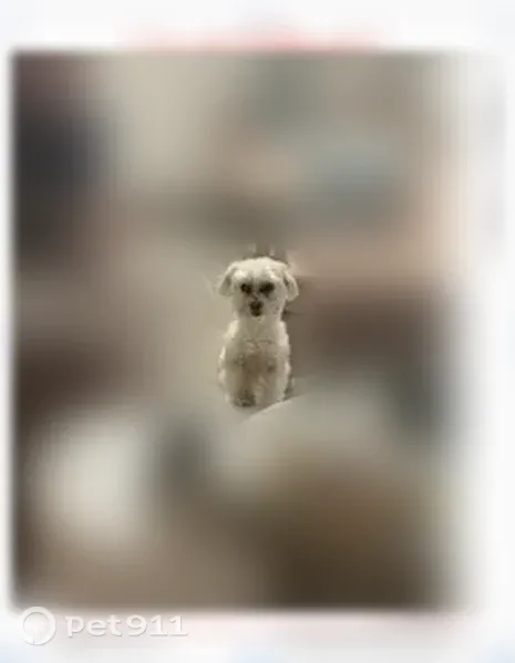 Lost female dog, West 47th Street, North Little Rock — small white elderly Maltese - photo