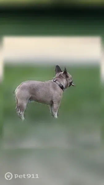 Lost dog, Shaddox Avenue, 1804, Modesto — male French bulldog - photo