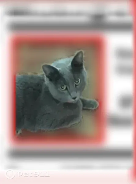 Lost cat, Friendswood, Texas, Houston — female with a pink necklace - photo