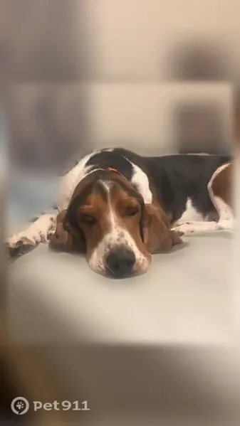 Lost dog, North Michigan Avenue, 5910, Kansas City — male, about 50 lb, skittish - photo
