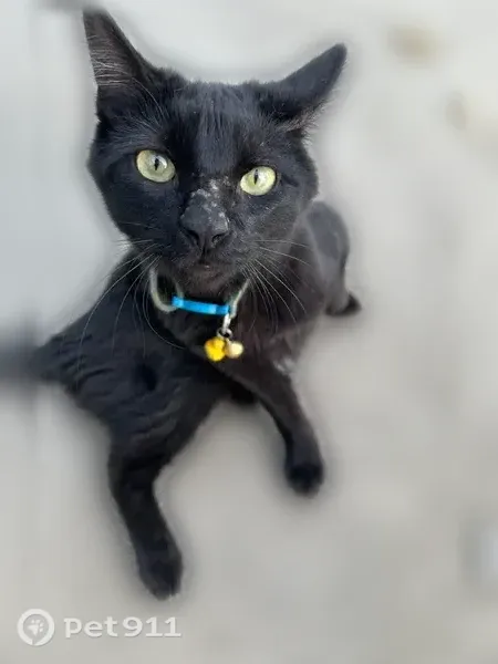 Lost male cat, Locust Street, 810, Redding, Sacramento — black short hair - photo