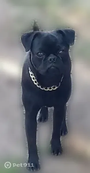 Lost dog, South 5th Street, 420, Buckeye — black coat, green collar - photo