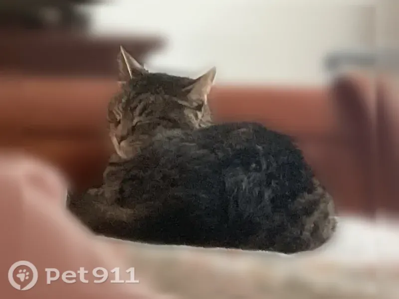 Lost cat, South 9th Street, 228, Opelika — female with light gray stripes - photo