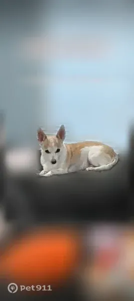 Lost male dog, Rogers Road, 55, Patterson — hazel eyes, no collar - photo