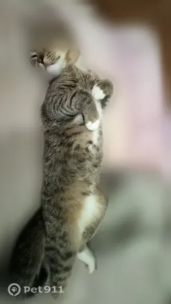 Lost cat, Fruitville Road, 2989, Sarasota — male tan/gray tabby with a short broken tail - photo