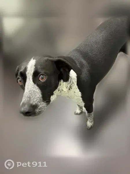 Lost female dog, Dogwood Lane, 135, McLain, Mobile — white-tipped tail - photo