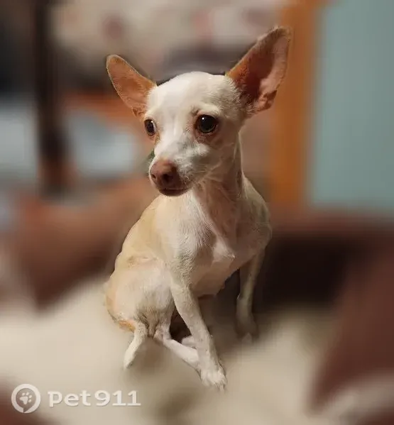 Lost dog, female Chihuahua, Diffraction Avenue, 10650, Mesa — small growth between shoulder blades - photo