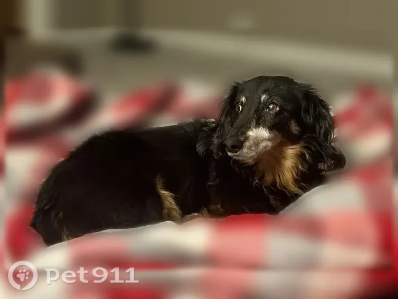 Lost Dog, Glen View Drive, 8505, Plain City, Plain City — black collar - photo