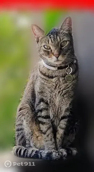 Lost male cat, Seaview Circle, Boynton Beach — black rhinestone collar - photo