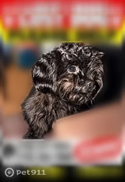 Lost dog, Buffalo — black-colored dog named Winnie - photo