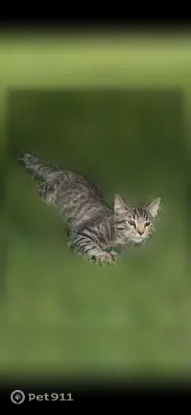 Lost cat, Hillsboro Road, 45, Clarksville — female named Tabby - photo