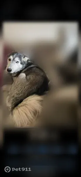 Lost male dog, Military Road 1593, Niagara Falls — white and black husky - photo