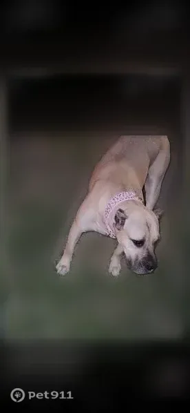 Lost dog, Melrose Avenue, 432, Toledo — fawn female - photo