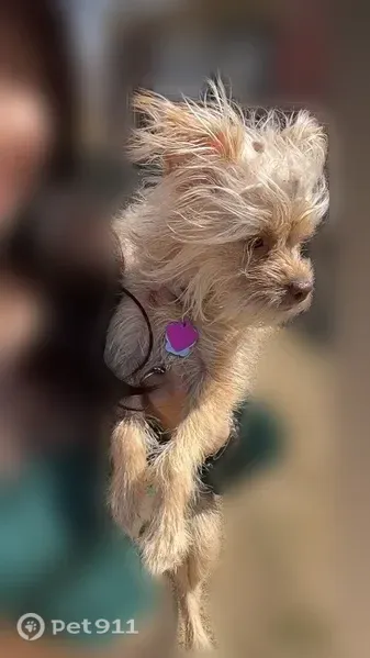 Lost dog, female Chihuahua mix, Kiowa Drive, 4700, Midland — green eyes - photo