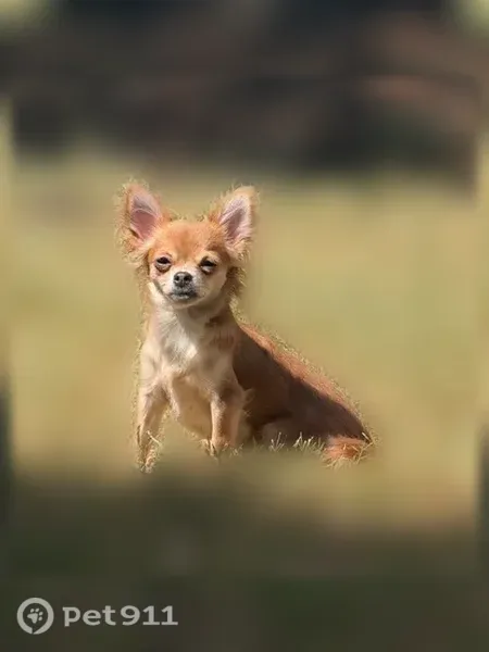 Lost dog, female Chihuahua, Orlando — small with dark eyes - photo