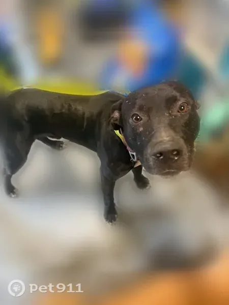 Lost dog, Greens Crossing Road, 571, Richmond — male with gold eyes and bat-like ears - photo
