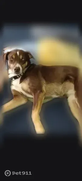 Lost dog, Fortress Lane, 175, Hot Springs — female Aussie with a smooth coat - photo
