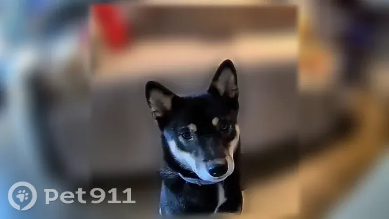 Lost female dog, Reston — small Shiba Inu with a curled tail - photo