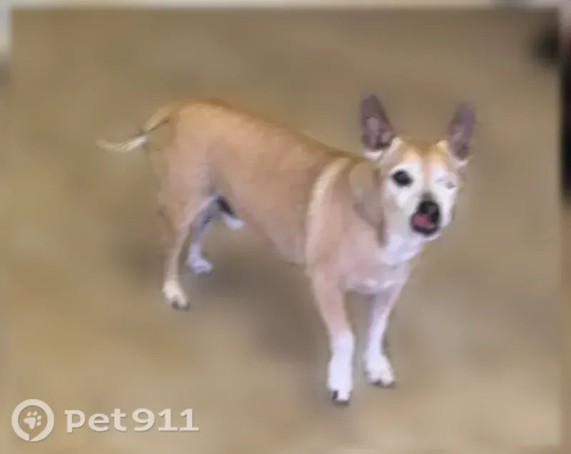 Lost dog, Woodland Creek Circle, 1219, Van Buren, Van Buren — 16+ years old and very sweet - photo