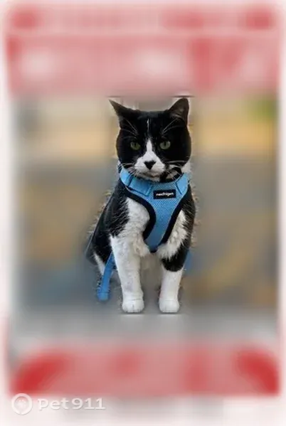 Lost male cat, North Harlem Avenue, 7550, Chicago — tuxedo coat, responds to Mob - photo