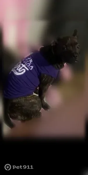 Lost female dog, East 1st Avenue, 27, Hazlehurst — brindle gold and black coat - photo