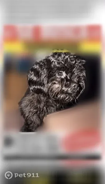 Lost dog, Sidney Street, 60, Buffalo, Buffalo — female emotional support dog - photo