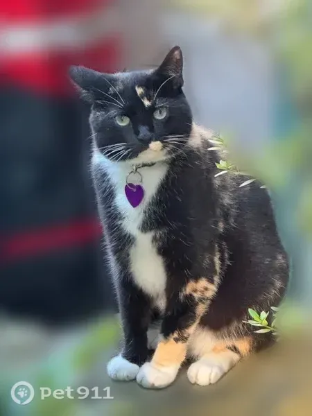 Lost female cat, Prospect Drive, 33, Huntington — black, white and orange fur - photo