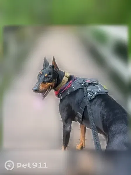 Lost male dog, South Broad Street, 210, Winder, Atlanta — black with brown markings - photo