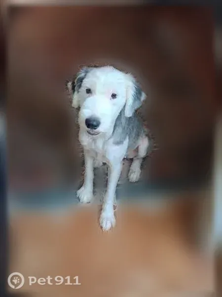 Lost female dog, Paris Place, 265, Jasper — white and grey English sheep dog - photo
