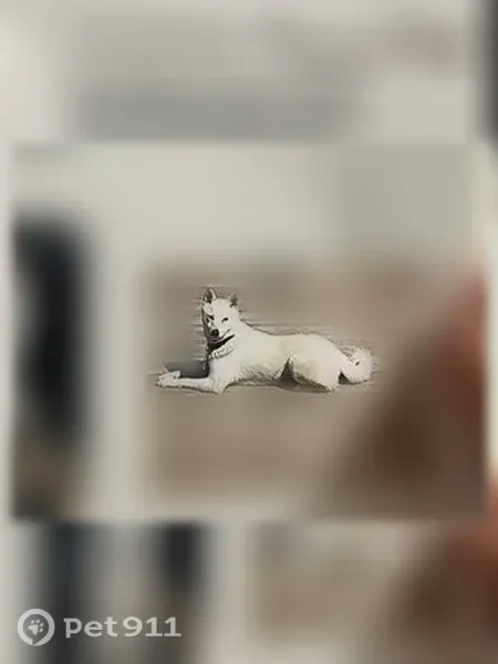 Lost female dog, U.S. 95, 30648, Parma — Shiba Inu with a curled tail - photo
