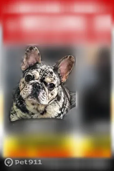 Lost Dog, West 59th Street, 1430, Los Angeles, Sacramento — male - photo