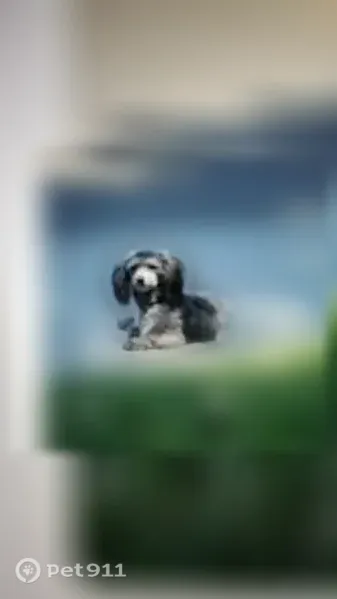 Lost male dog, Corrine Lane, 3709, Modesto — curly black-gray coat - photo