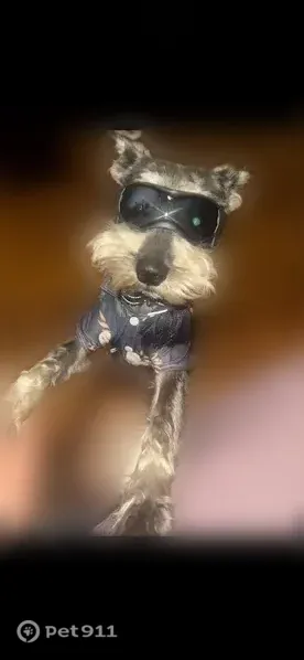 Lost male dog, Buckhalter Road, 187, Savannah — salt-and-pepper Miniature Schnauzer - photo