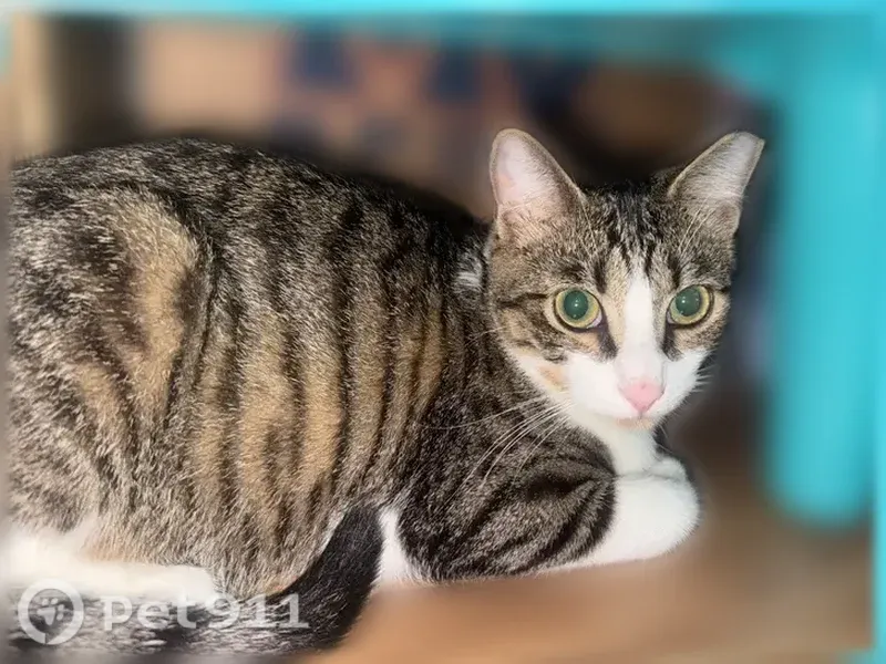Lost male cat, 12th Street West, 4124, Bradenton — clipped ears and white paws - photo