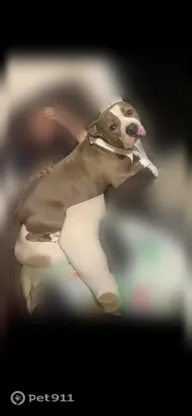 Lost Dog, Ellis Road South, 1464, Jacksonville — Older Deaf American Staffordshire Terrier - photo