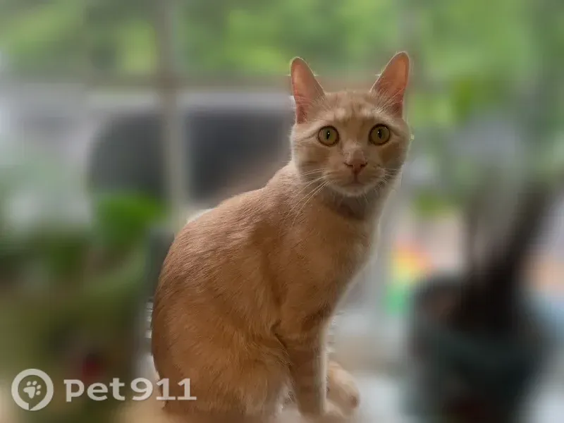 Lost male cat, Epperson Drive, 6215, Indianapolis — light orange with striped legs and tail - photo