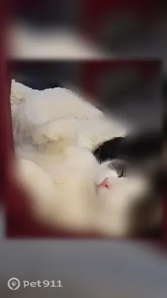 Lost male cat, Sparhawk Avenue, Akron — white and gray - photo