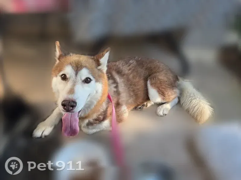 Found female dog, Terramar Bay Lane, Texas, Houston — brown and white Husky - photo