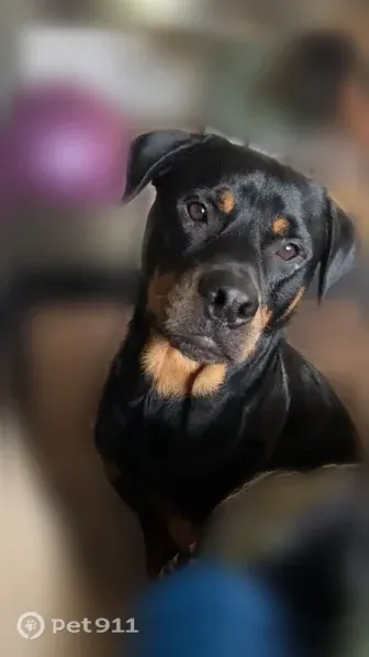 Lost dog, Egan Drive, 922, Orlando — male, friendly but skittish - photo