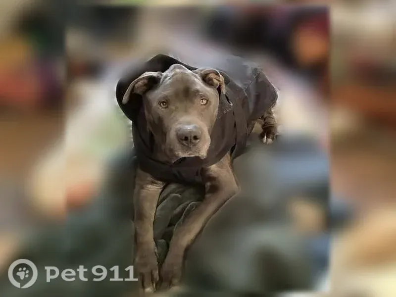 Lost male dog, Saint Louis Avenue, 2008, St. Louis — large with a blue and black checkered collar - photo