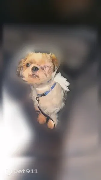 Lost male dog, Chisholm Road, 9140, Pensacola — white coat, blue collar - photo