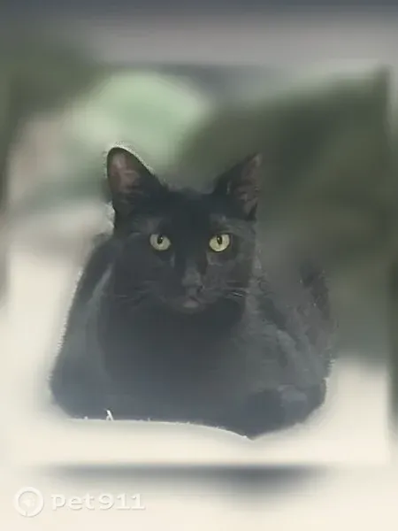 Lost cat, male, Park Street, 120, Circleville — gray patches above his eyes - photo