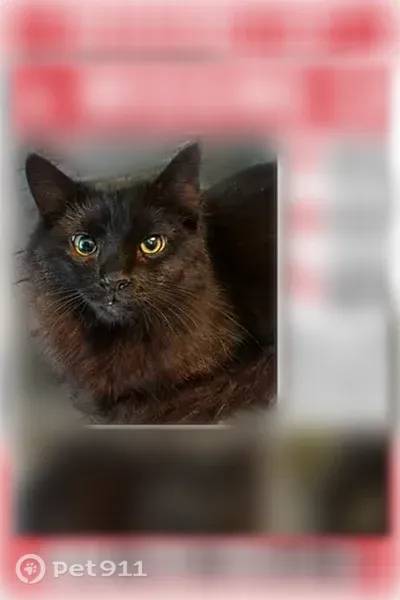Lost cat, Washington Avenue, Oneida, Sylvan Beach — female black cat with gold eyes - photo