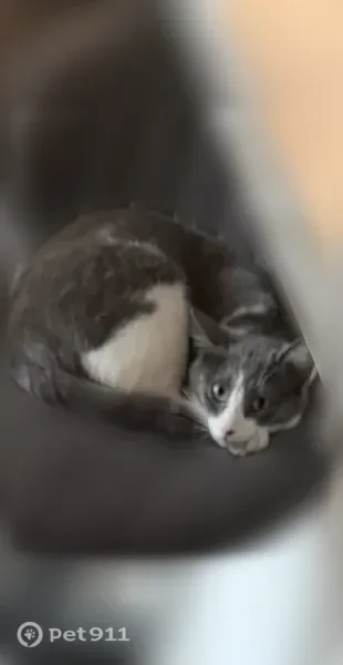 Lost female cat, 2nd Street, 2534, Wyandotte, Wyandotte — shy and grey with green eyes - photo