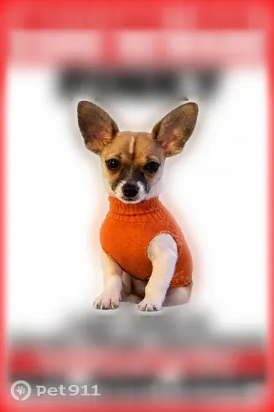 Lost dog, Van Buren Boulevard, 3000, Riverside — male teacup Chihuahua with a white coat and brown head - photo