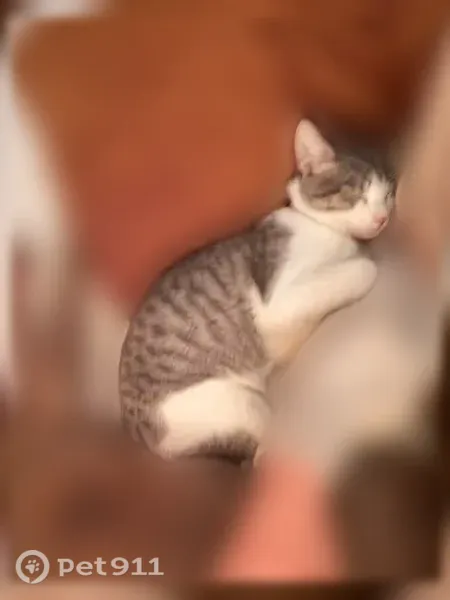 Lost cat, Mebane, North Carolina, Charlotte — male with a pink collar and bell - photo