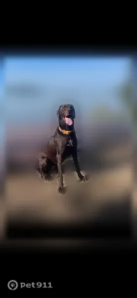 Lost male dog, Carolene Way, 4110, Cumming, Pensacola — seen near Hwy 9 - photo
