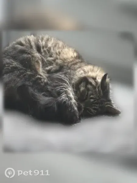 Lost cat, Perry Street, 50, Pontiac — female long-haired tabby named Pumpkin - photo