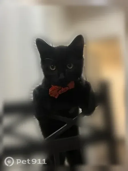 Lost cat, Camelot Court Southeast, 2041, Grand Rapids — friendly male polydactyl - photo